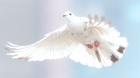 Vivere in pace - 14 settembre - Canto di Sion
